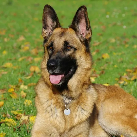 gsd dog price in india