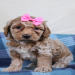 cockapoo puppies az