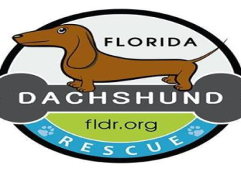 south florida dachshund