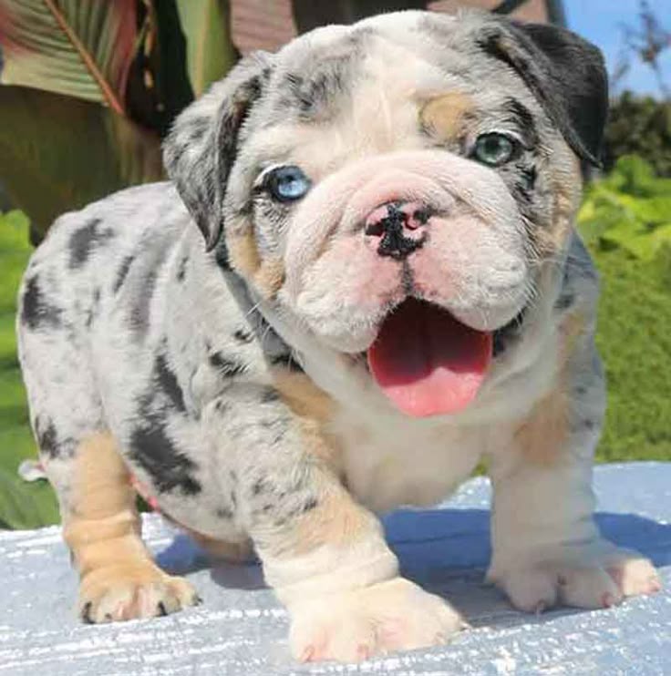 merle bulldog puppy