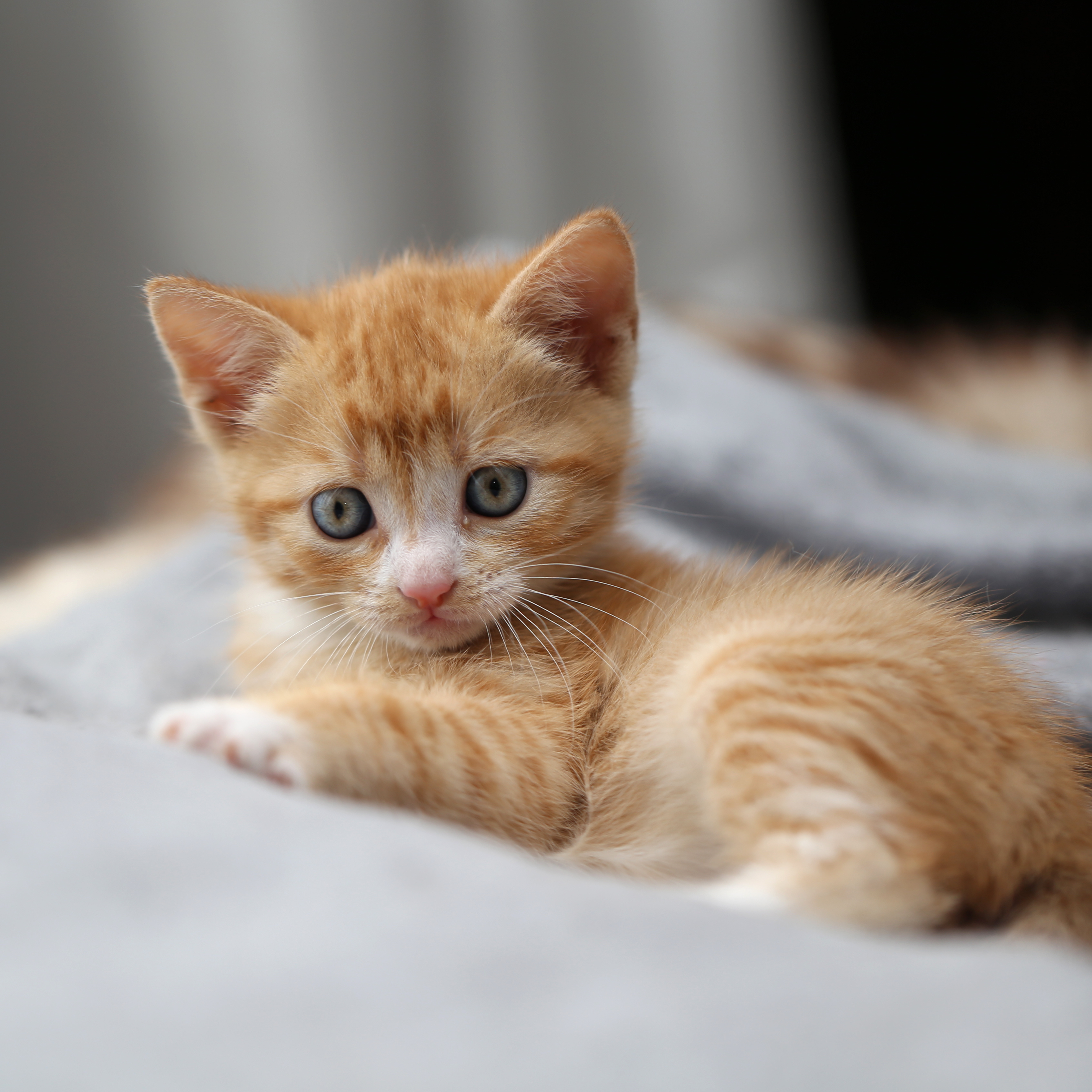 stanislaus county animal