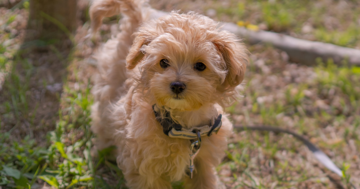 maltipoo for sale in texas