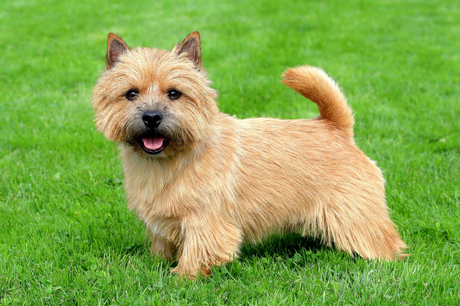 norwich terrier images