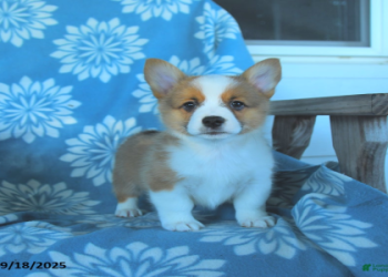 welsh corgi puppies for sale in indiana