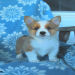 welsh corgi puppies for sale in indiana