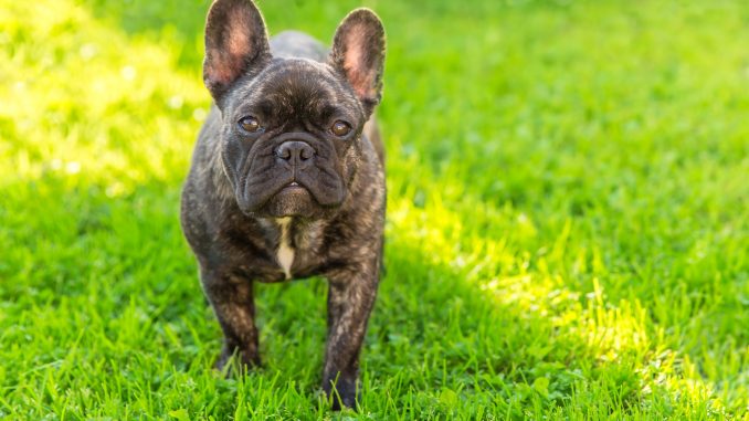 french bulldog brindle
