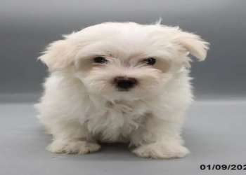 maltese puppies for sale new jersey