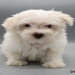 maltese puppies for sale new jersey