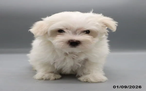 maltese puppies for sale new jersey