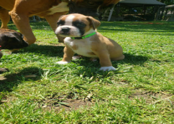 boxer puppies for sale in north carolina