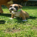 boxer puppies for sale in north carolina
