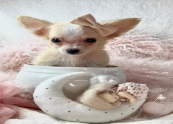 cute small puppies for sale