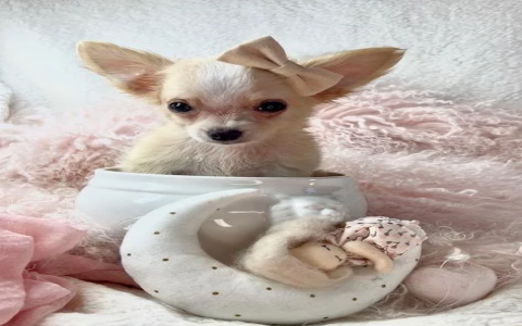 cute small puppies for sale