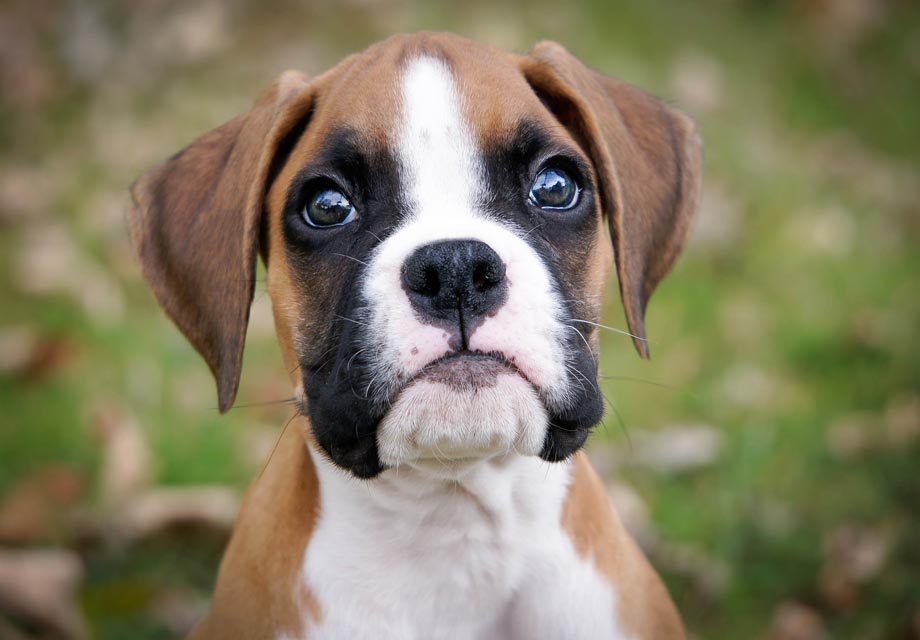boxer breeders indiana