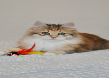 what pet shops sell kittens