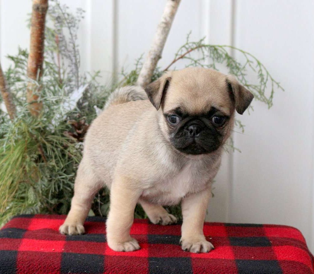 pug puppies in pa