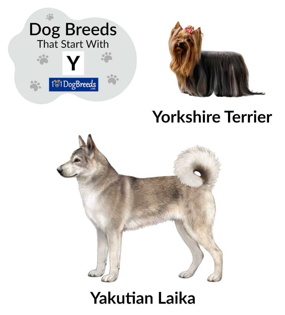 dog breeds starting with y