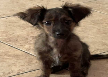 dachshunds for sale in tennessee