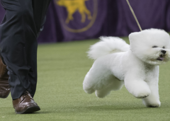 oldest bichon frise dog