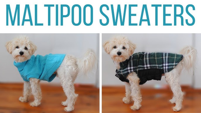 maltipoo dog clothes