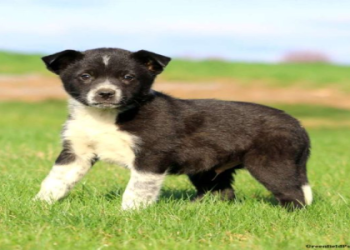 labrador australian shepherd mix puppies for sale