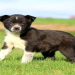 labrador australian shepherd mix puppies for sale