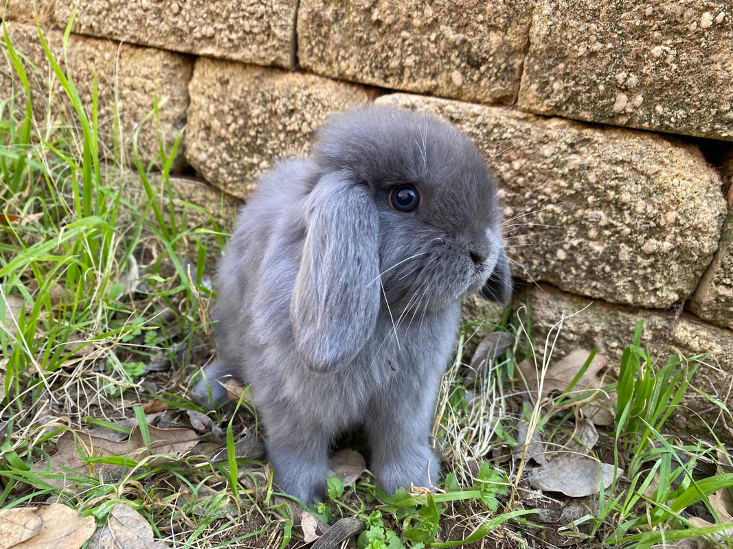 gray rabbits for sale