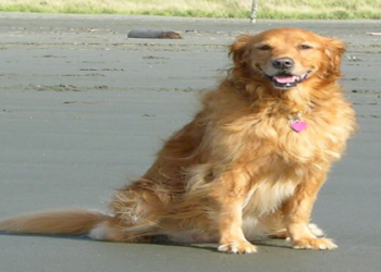 golden retriever adoption washington state