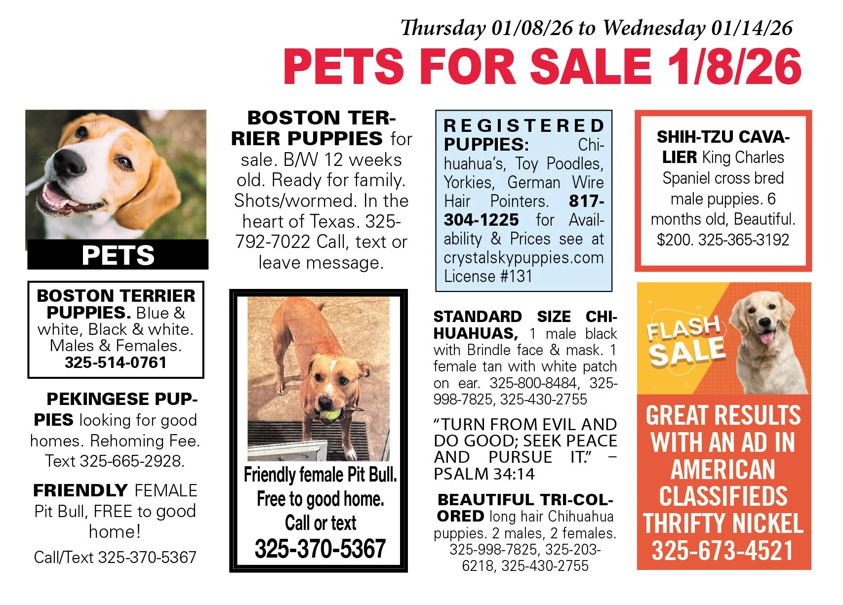 american classifieds pets