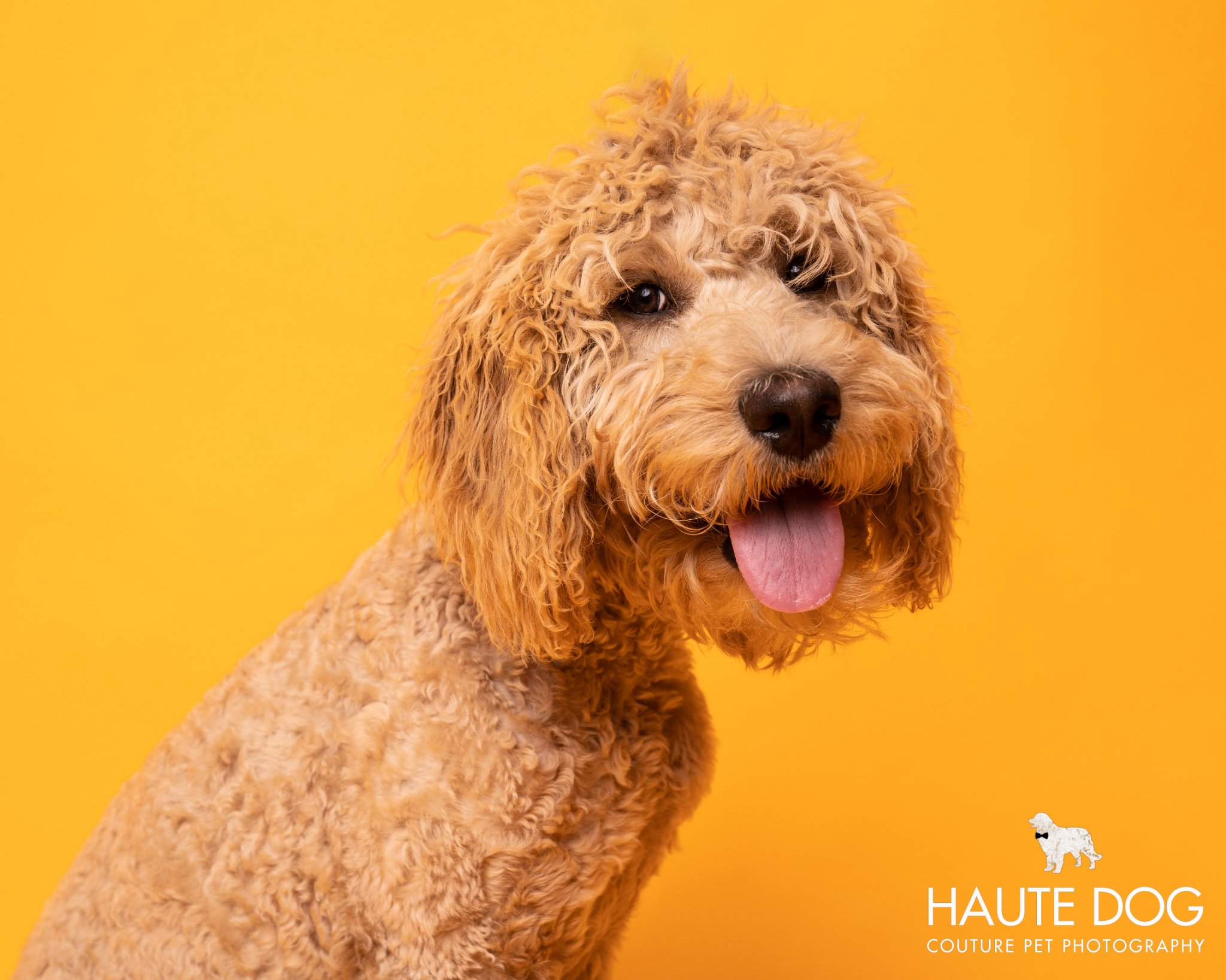 goldendoodle rescue texas