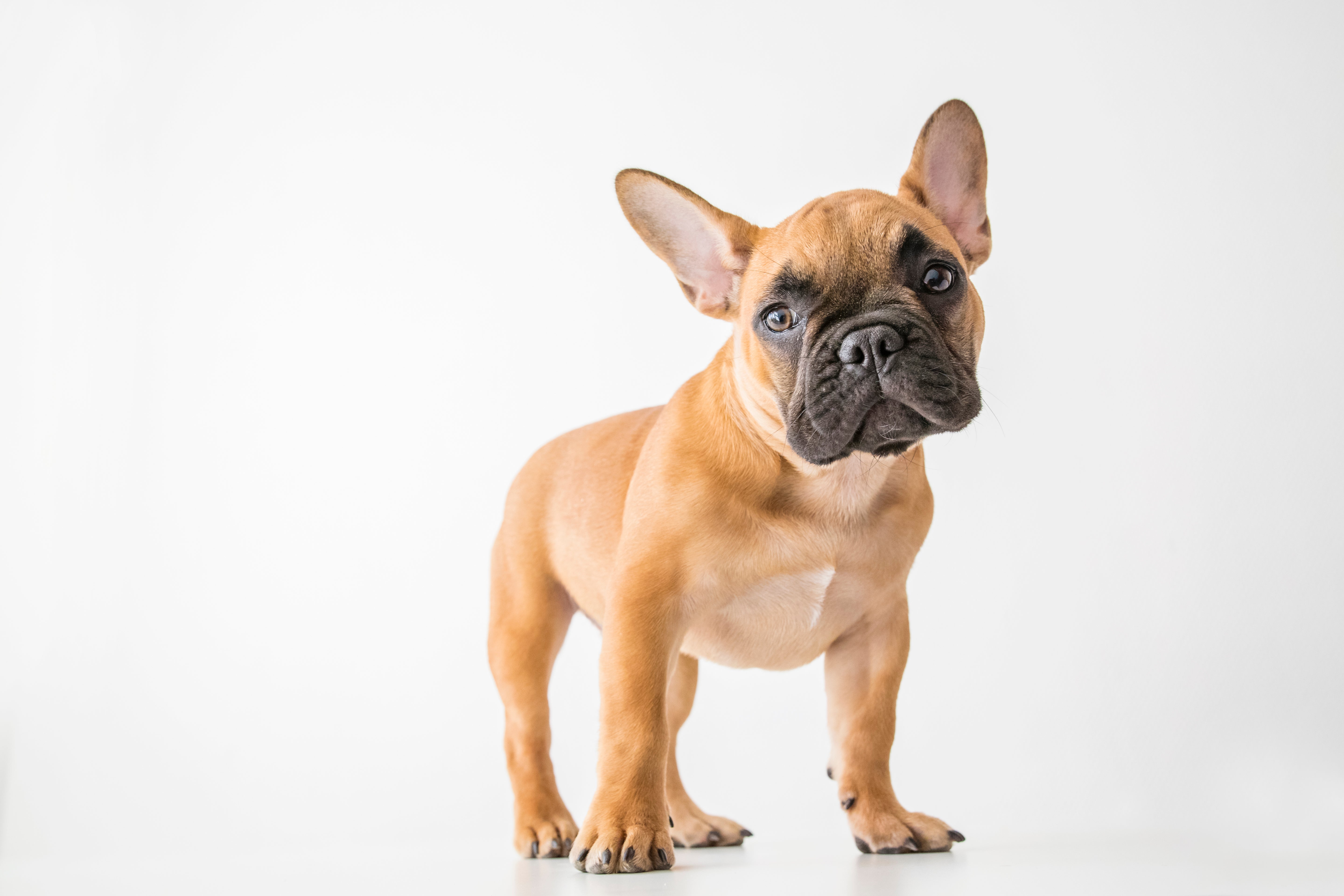 french bulldog adoption near me for free
