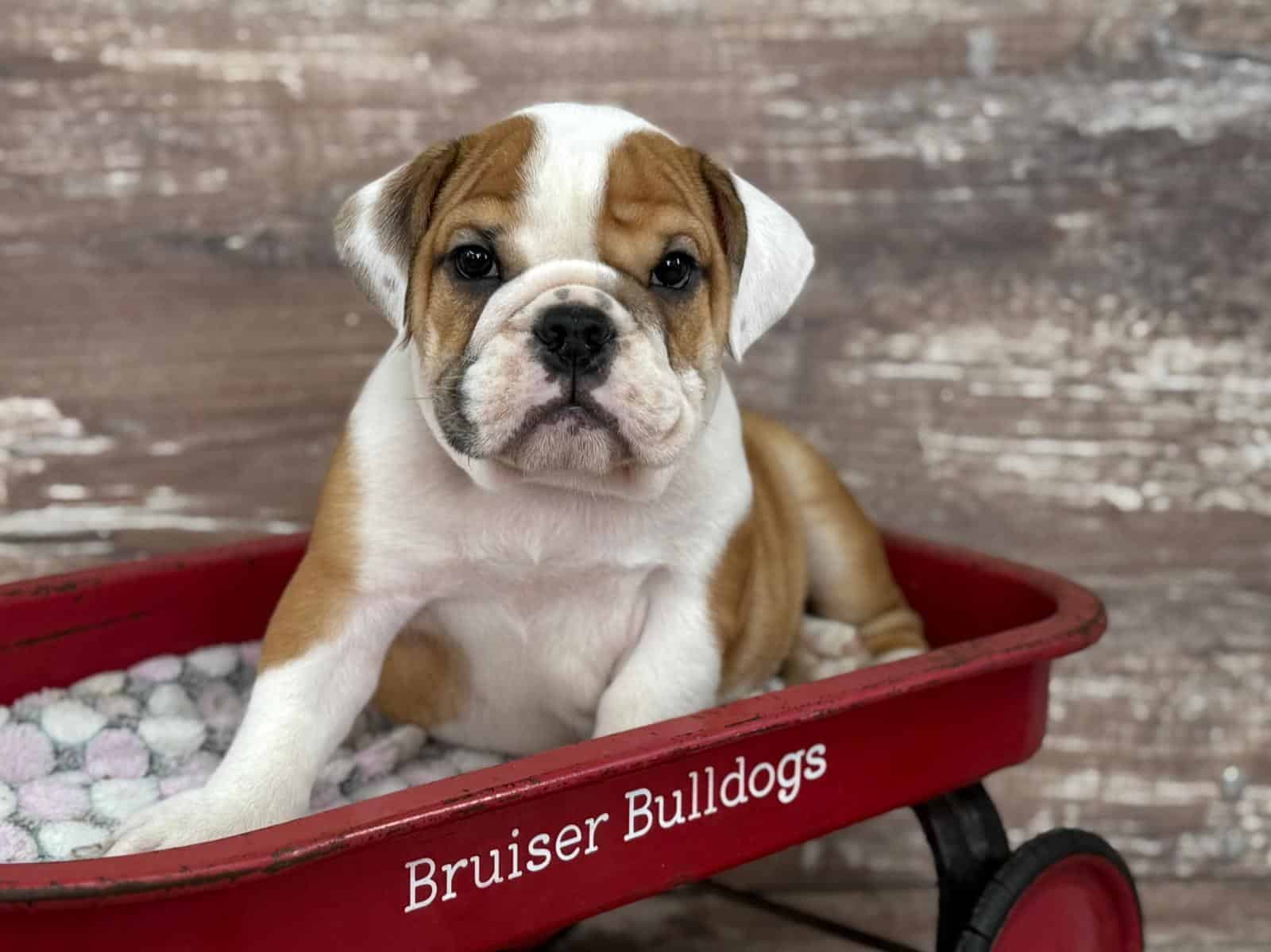 english bulldog puppies ct