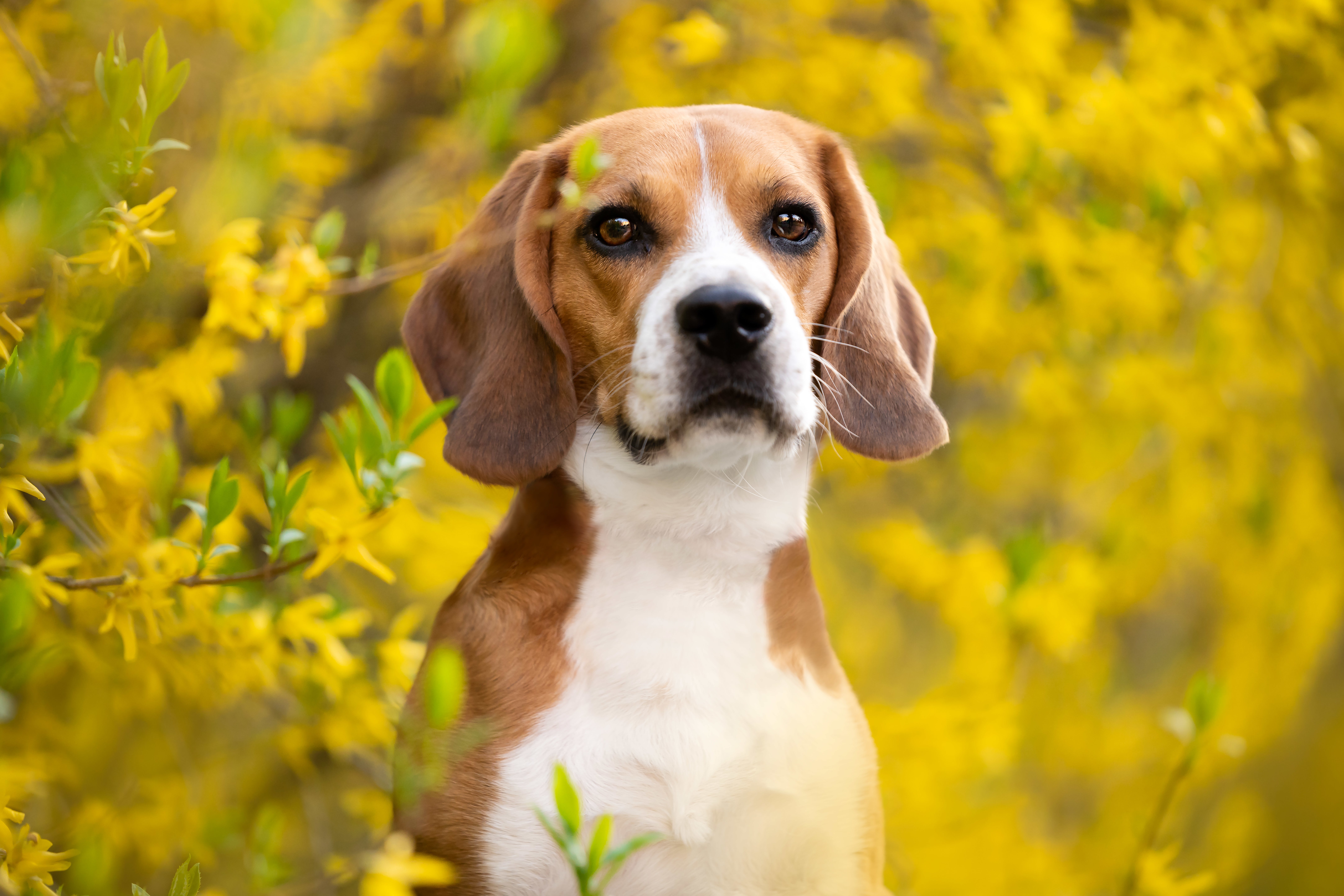beagle finder