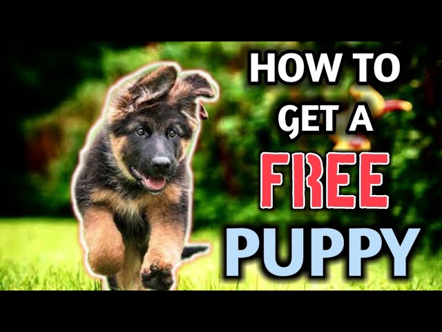 how to get a free puppy