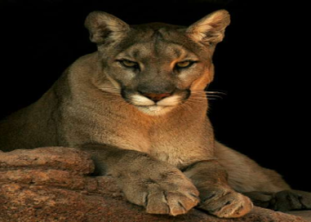 large cats in illinois