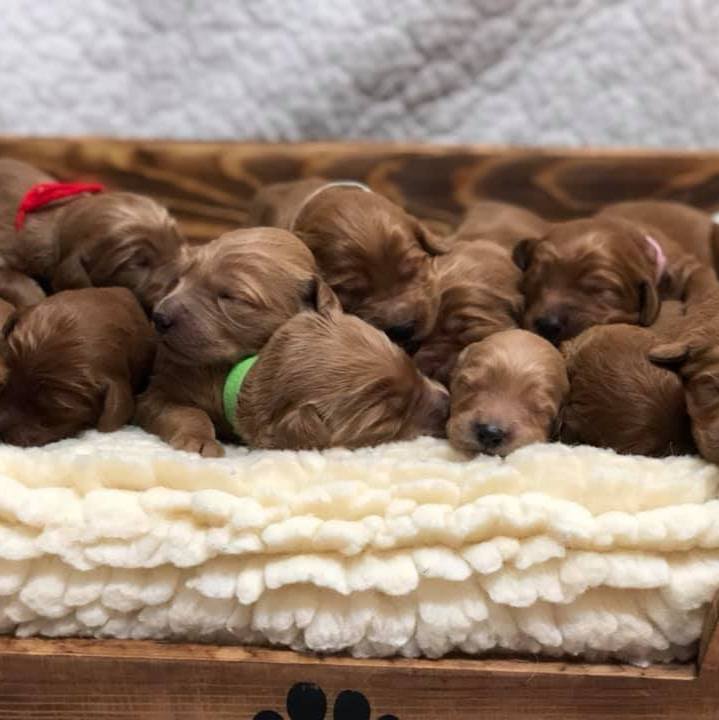 goldendoodle rescue illinois