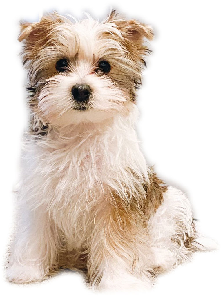 yorkshire terrier for sale washington state