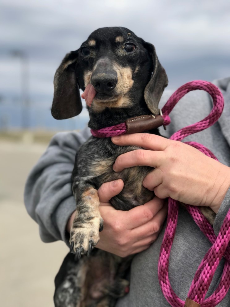 dachshund rescue st louis