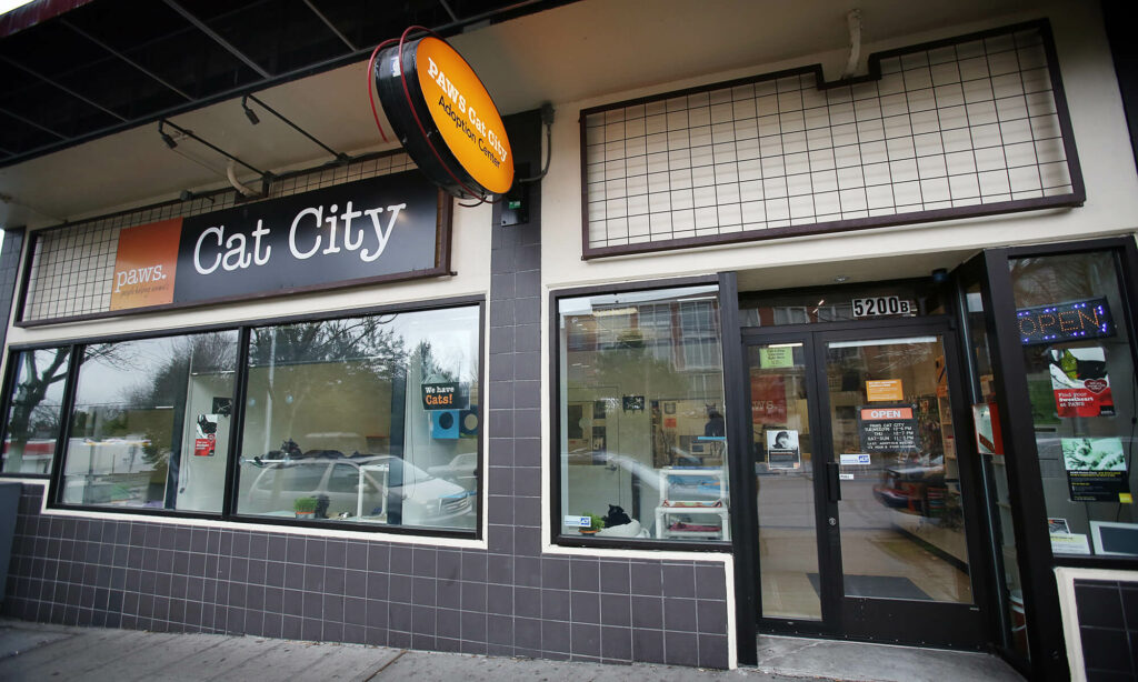 paws cat city