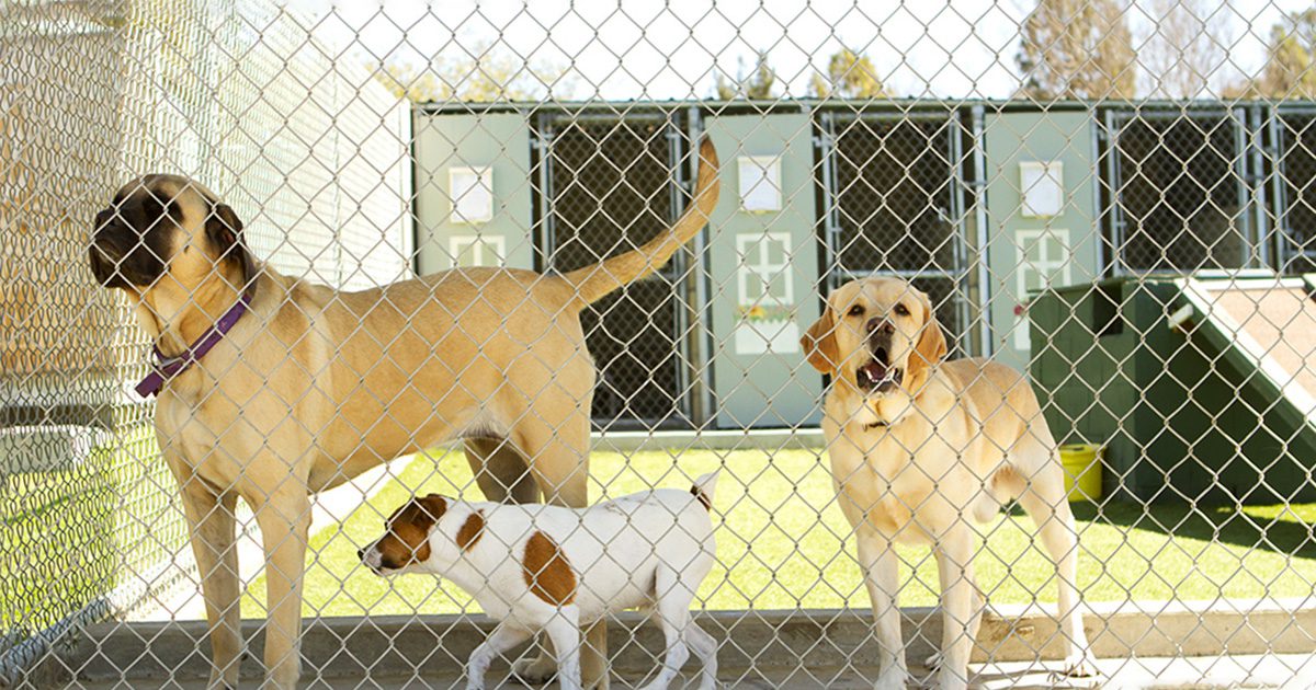 animal shelter pound