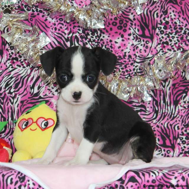 boston terrier and chihuahua mix puppies for sale