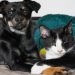 cat pets dog