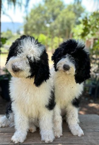 california sheepadoodle