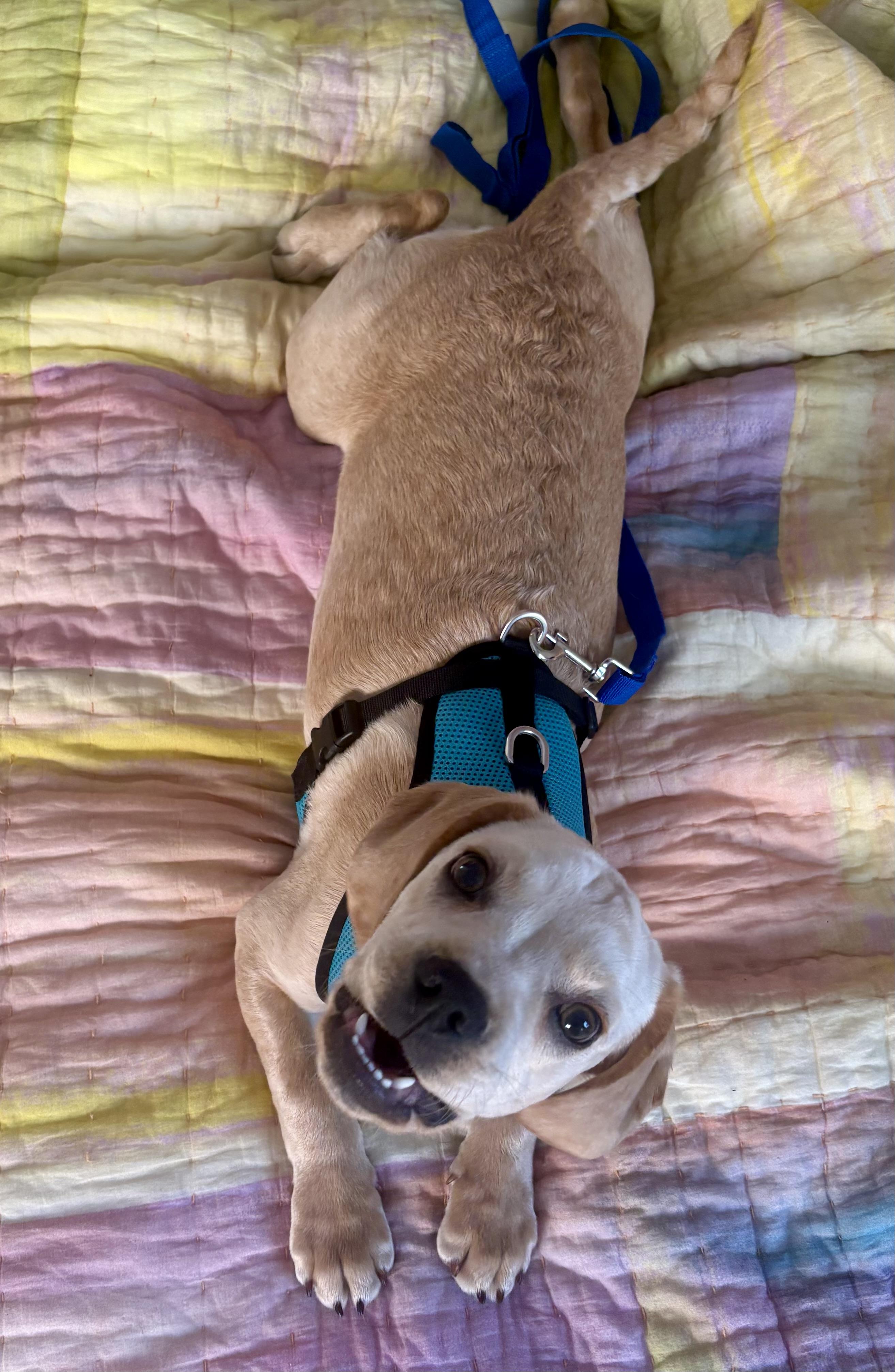 pet finder california