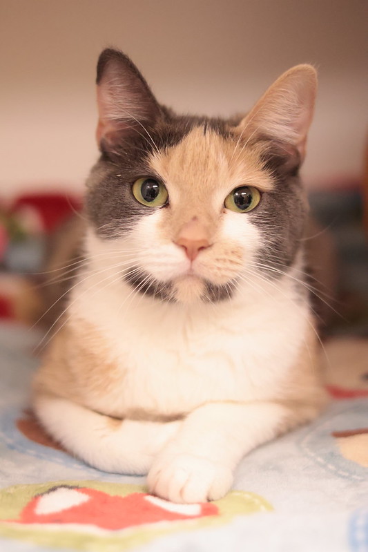 female cat adoption near me