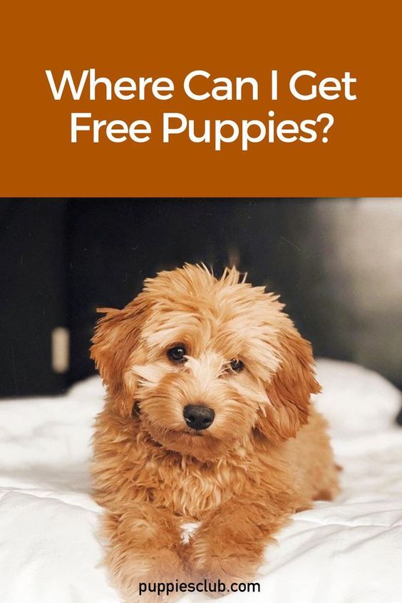 how to get a free puppy
