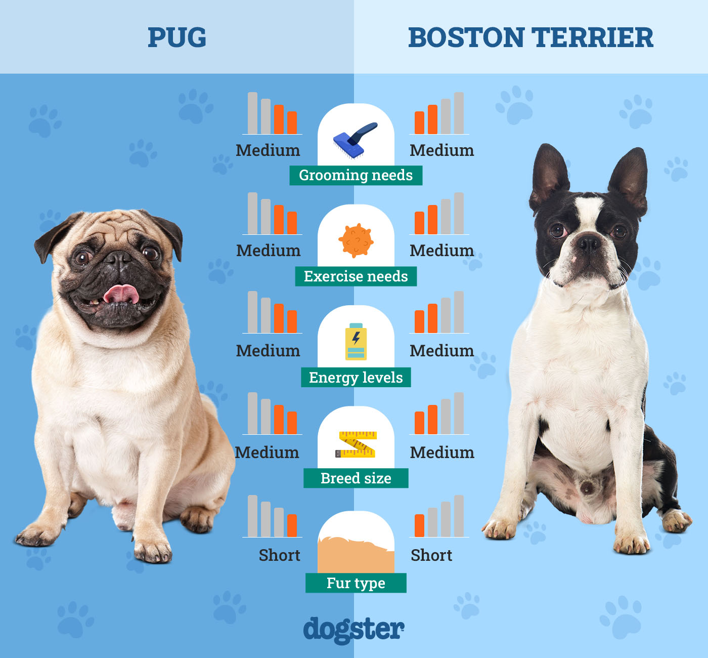 pug vs boston terrier