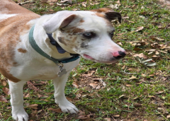 animal selling sites