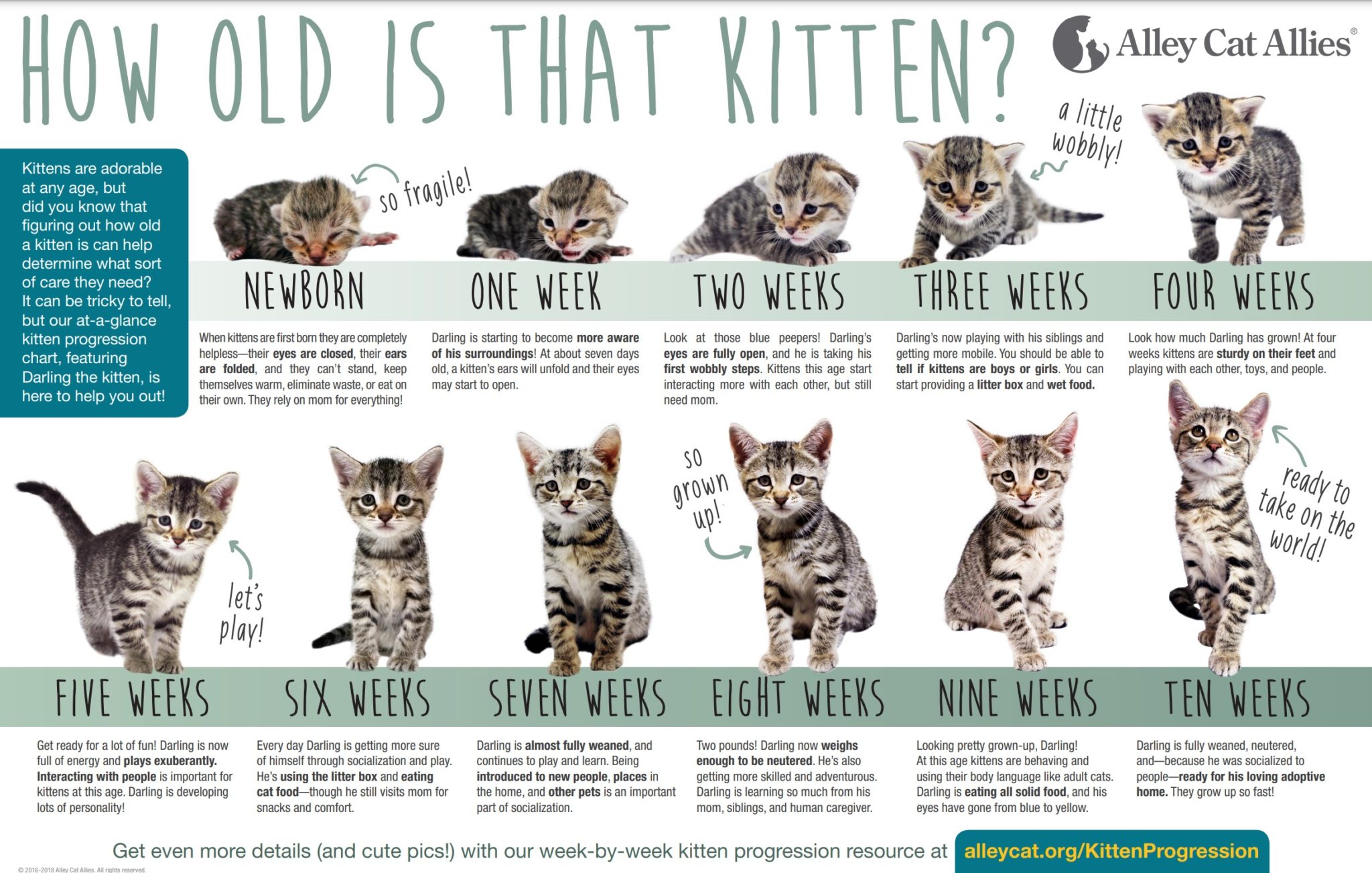 where to find a kitten