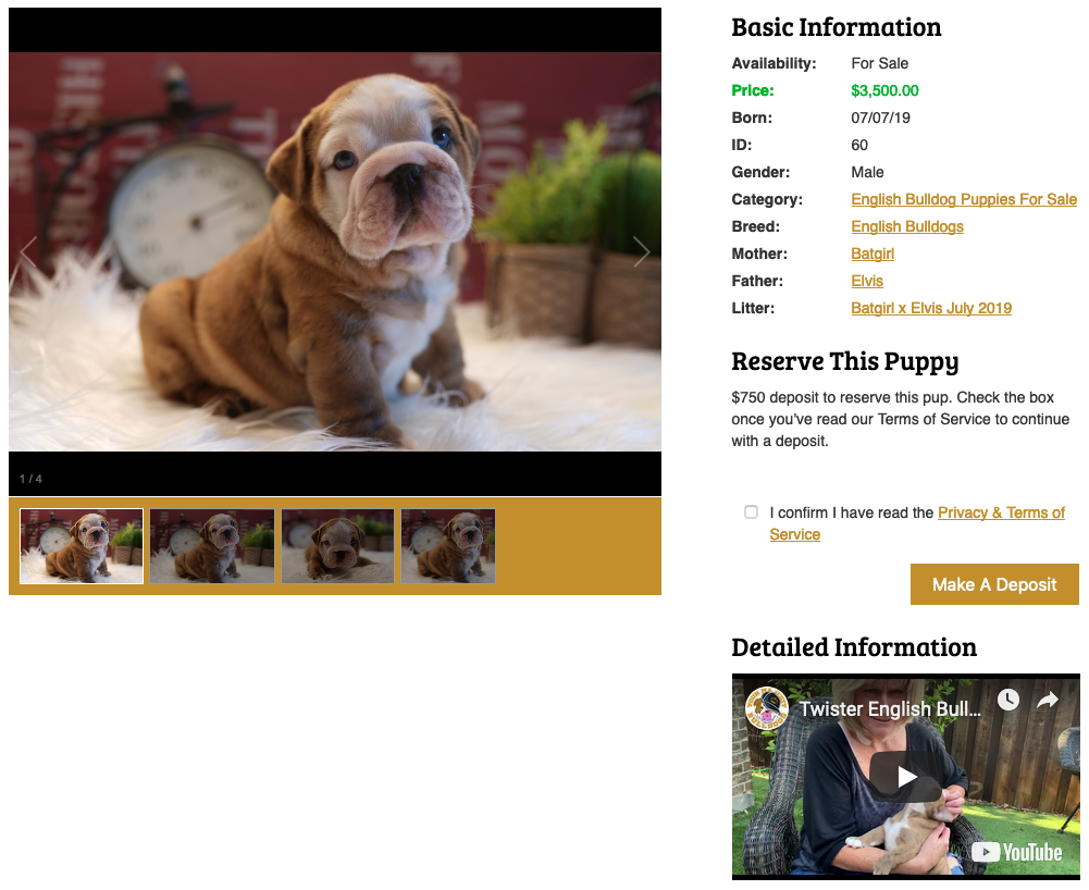 dog for sale websites